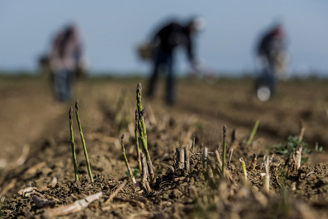 Πέλλα: Καταστρέφονται καλλιέργειες με σπαράγγια γιατί δεν υπάρχουν εργάτες γης να τα μαζέψουν